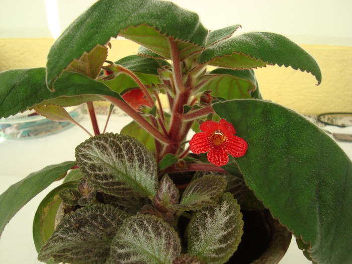 DSC04465 - episcia