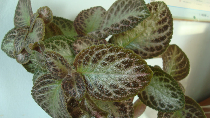 DSC04530 - episcia