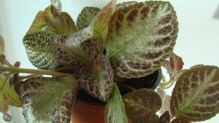 DSC04529 - episcia