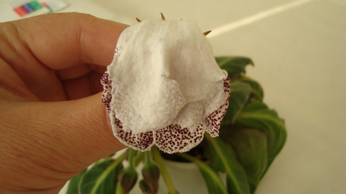 i-am pus prea multa apa