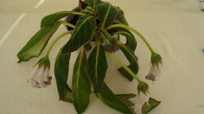 s-a suparat de tot pe mine