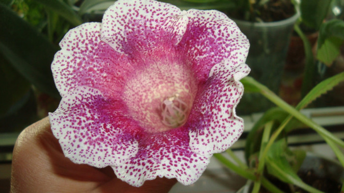 pare alta culoare ptr ca a stat in casa