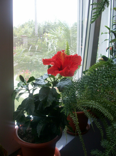 100_3252 - hibiscus