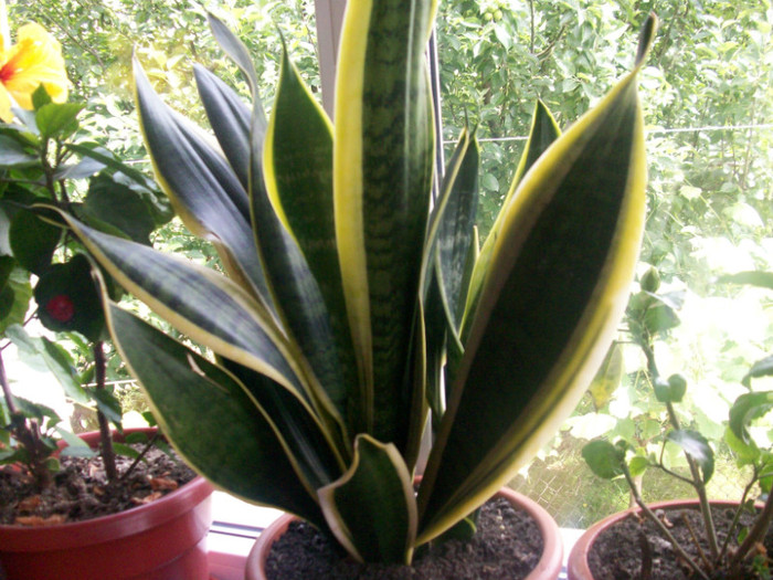 sansevieria trifasciata - sansevieria - sabiuta