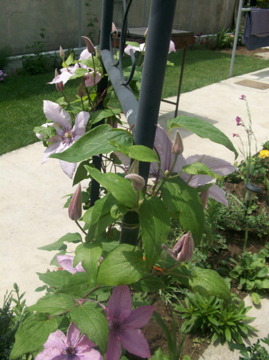 clematis roz; clematis roz
