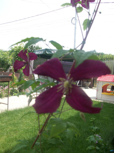clematis grena; clematis grena
