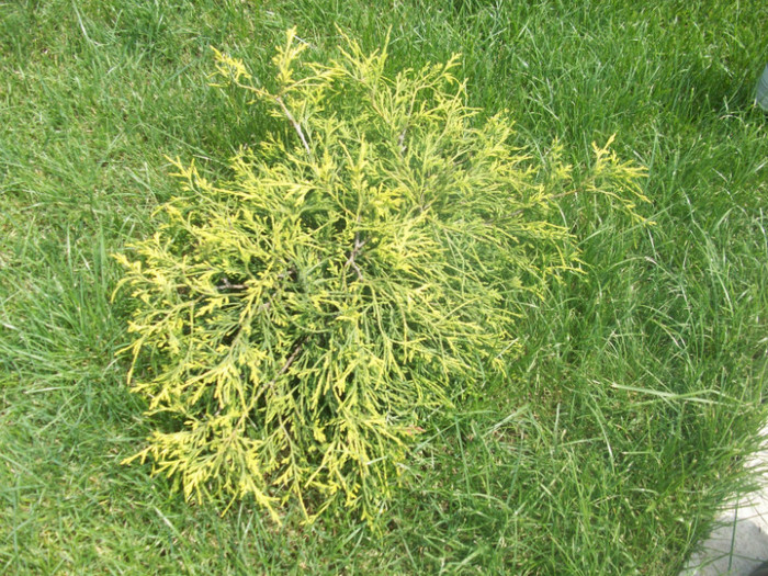 100_3279; ienupar tarator
