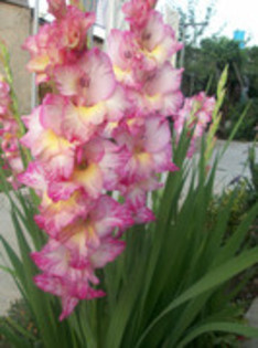 gladiole - din gradina