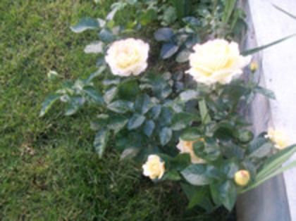 trandafir alb - din gradina