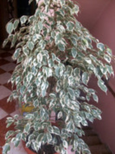 39908744_QPEALANZT - ficus benjamin