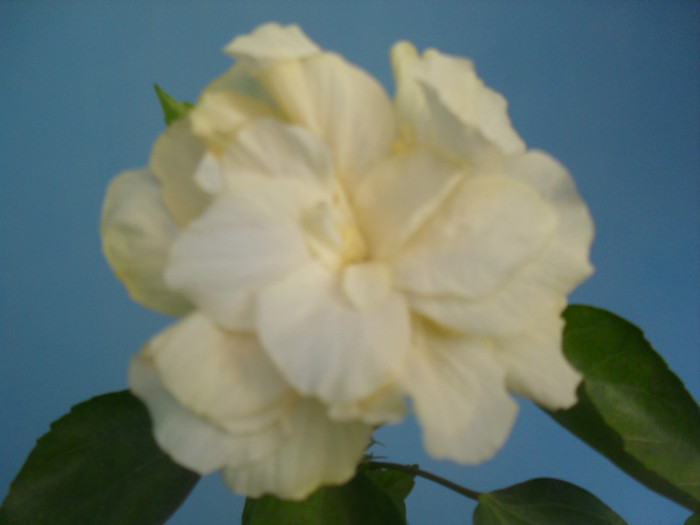 SDC16270 - HIBISCUS Classic White 2011-2012 pierdut