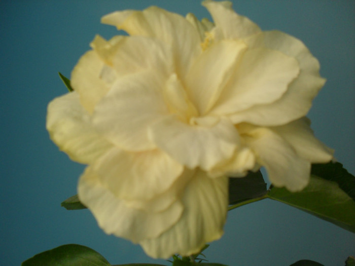 SDC16274 - HIBISCUS Classic White 2011-2012 pierdut