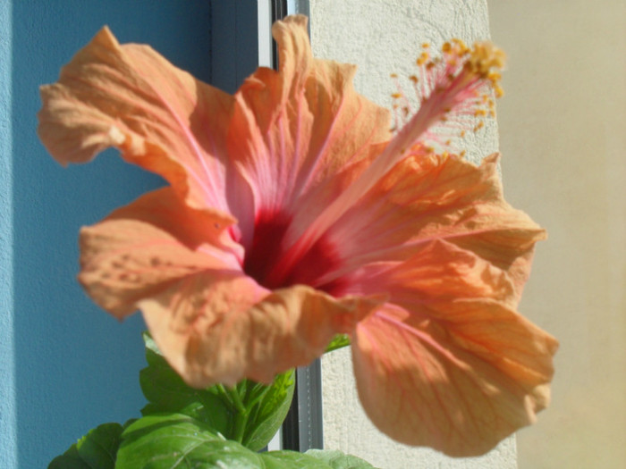 27 oct. 2011 - HIBISCUS-2010-2011