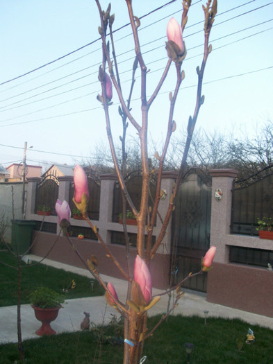 magnolia mea draga - gradina mea primavara