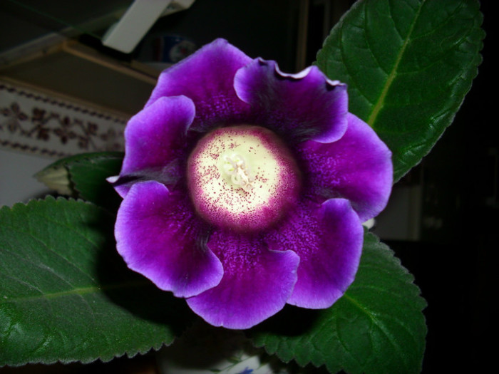 IMG_3935 - gloxinia 2011