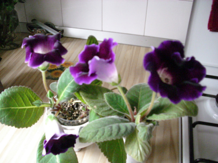 IMG_3950 - gloxinia 2011