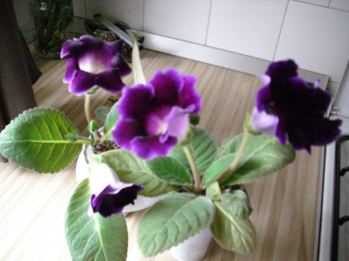 IMG_3951 - gloxinia 2011