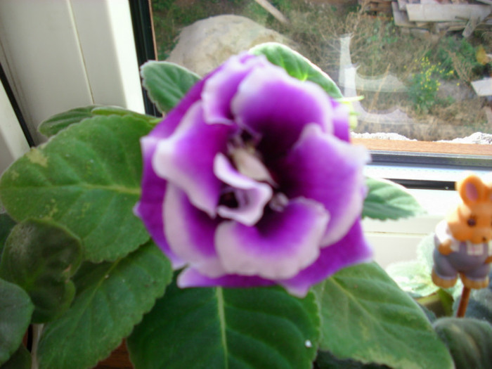 IMG_3976 - gloxinia 2011