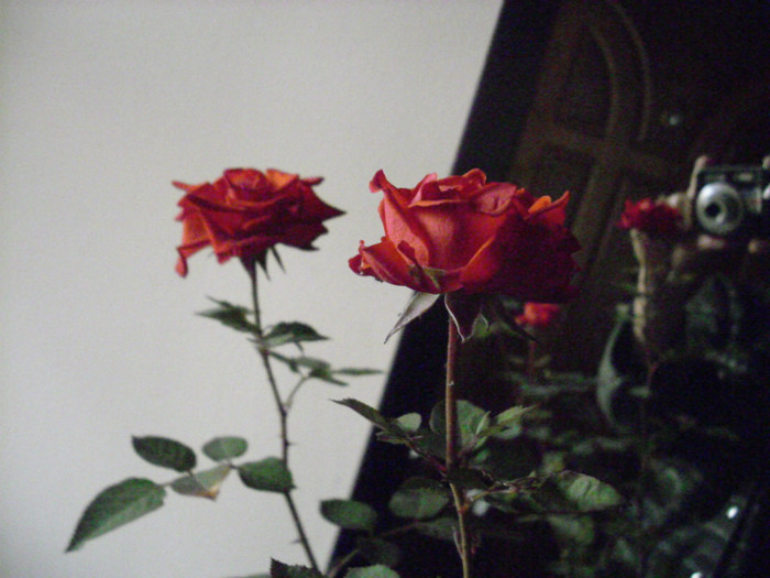 IMG_3989 - trandafiri
