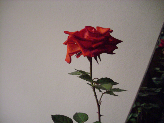 IMG_3990 - trandafiri