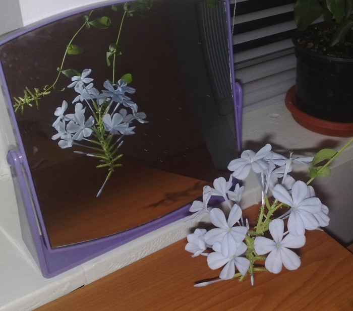 80 - Plumbago