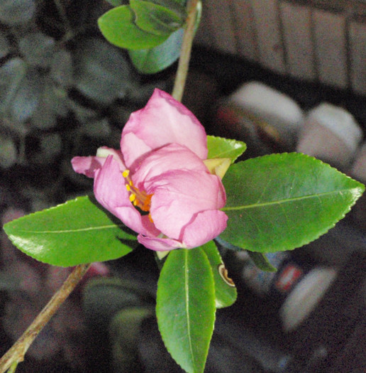 Hugh Evans infloreste - Camellia