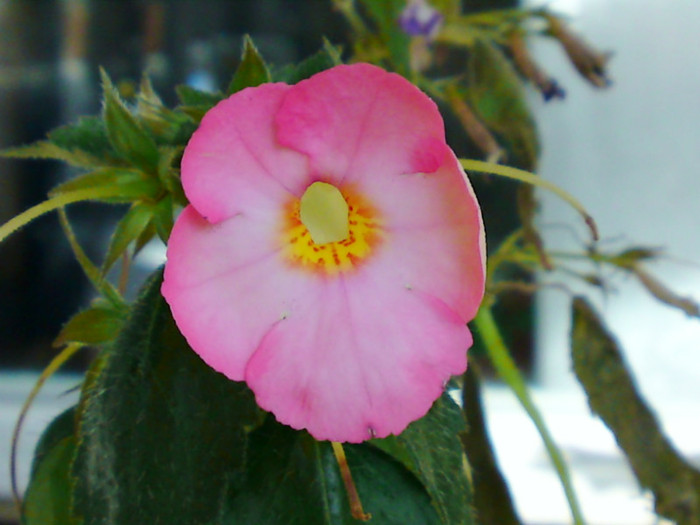 Achi Vie en Rose - Sfarsit de octombrie in balcon