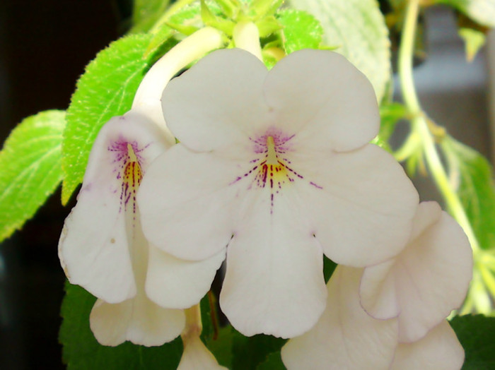 Achi Charity - Sfarsit de octombrie in balcon