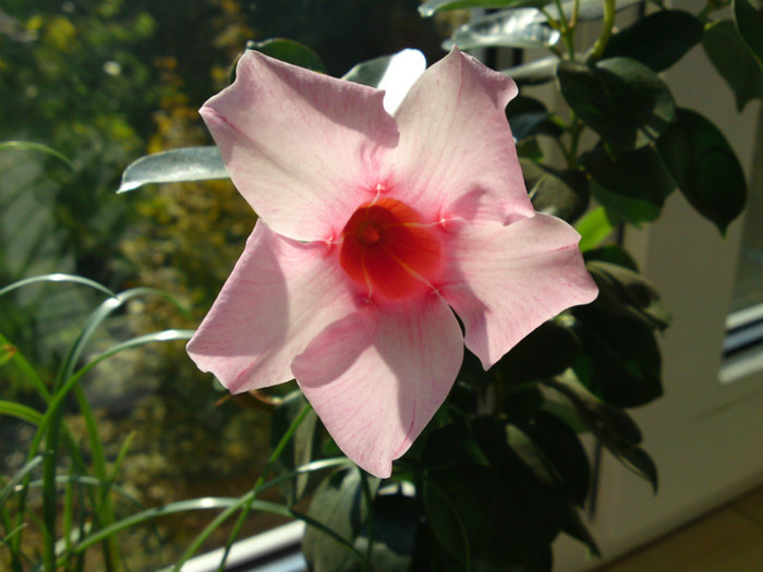 Dipladenia - Sfarsit de octombrie in balcon