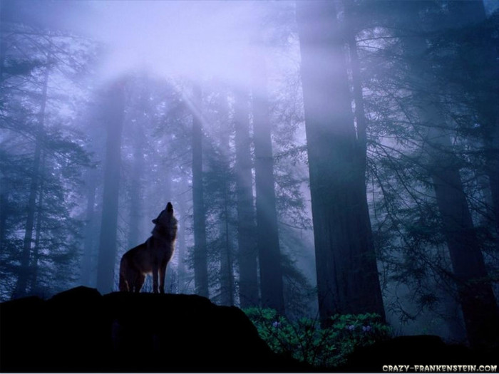 forest-wolf-wallpaper - Poze pentu desktop