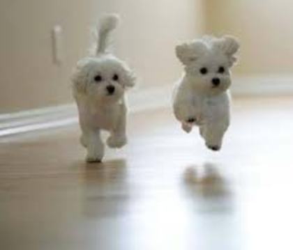 images (12) - Bichon Maltez