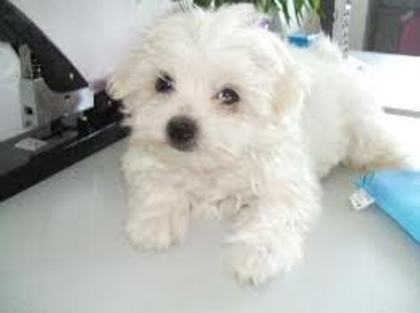 images (17) - Bichon Maltez