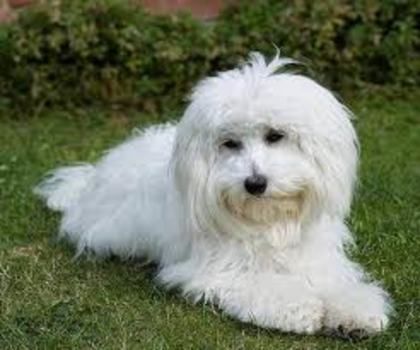 images (18) - Bichon Maltez