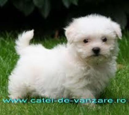 images (23) - Bichon Maltez