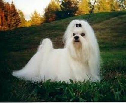 images (24) - Bichon Maltez