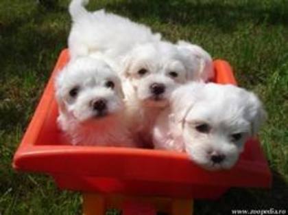 images (25) - Bichon Maltez