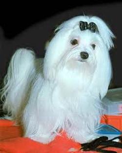 images (26) - Bichon Maltez