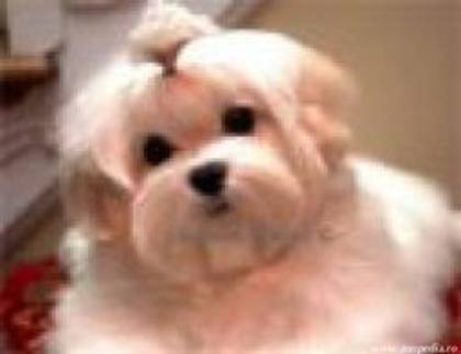 images (27) - Bichon Maltez