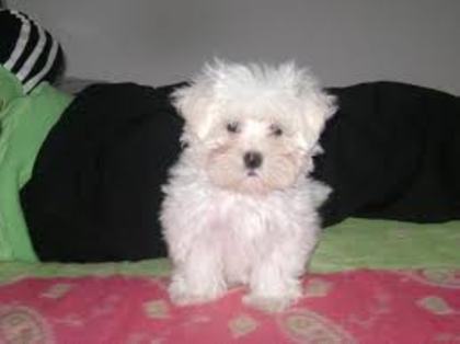 images (29) - Bichon Maltez