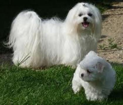 images (30) - Bichon Maltez