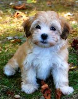 images (48) - Bichon Maltez