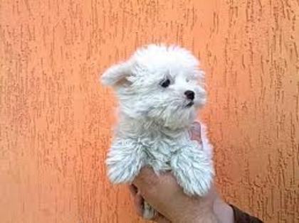 images (50) - Bichon Maltez