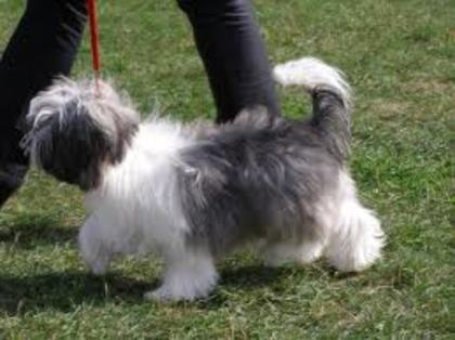 images (52) - Bichon Maltez