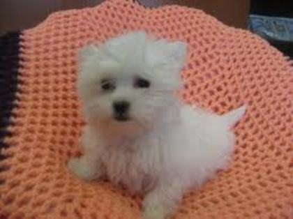 images (72) - Bichon Maltez