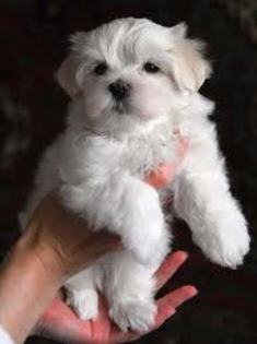 images (7) - Bichon Maltez