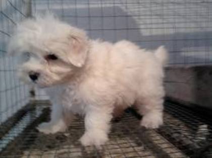 images (8) - Bichon Maltez