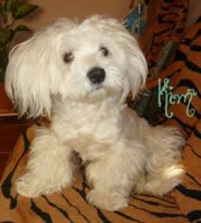 images (9) - Bichon Maltez