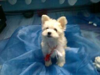 images (10) - Bichon Maltez