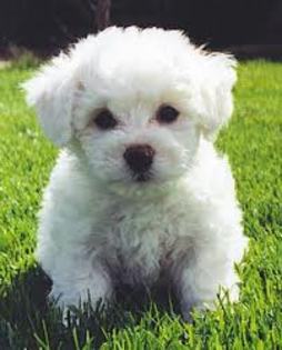 images (19) - Bichon Maltez