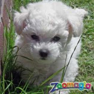 images (20) - Bichon Maltez